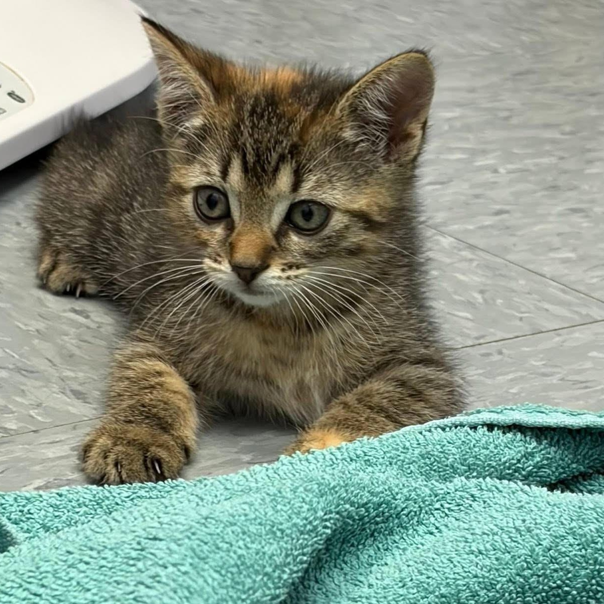 Enlarge Macie the sweetest and friendliest torbie baby, an adopted Torbie in Marlton, NJ image 4/6