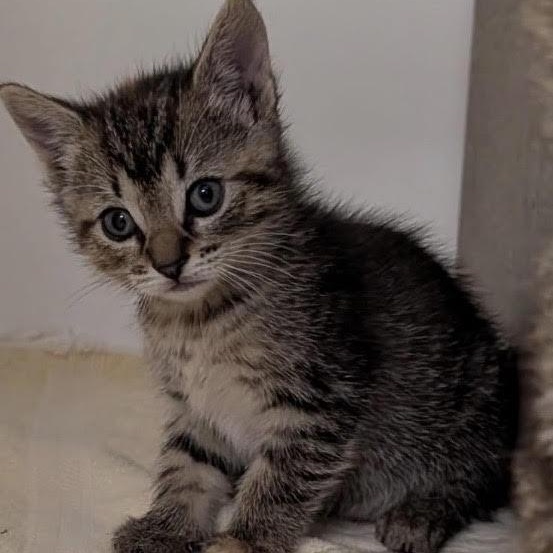 Enlarge Macie the sweetest and friendliest torbie baby, an adopted Torbie in Marlton, NJ image 3/6