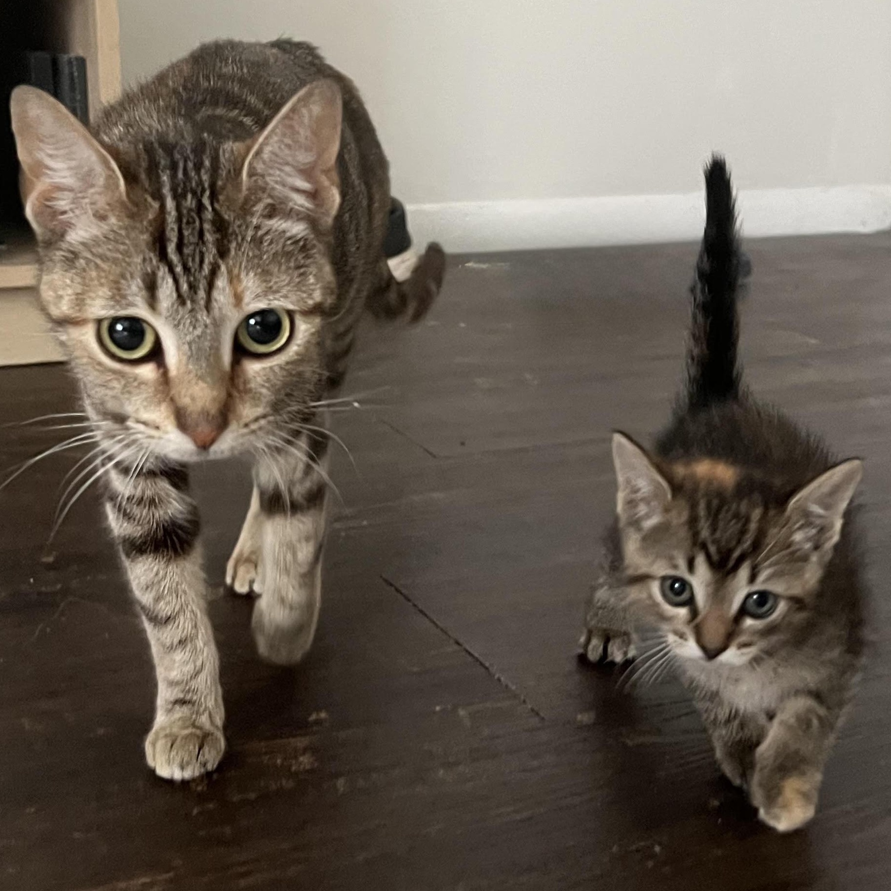 Enlarge Macie the sweetest and friendliest torbie baby, an adopted Torbie in Marlton, NJ image 6/6