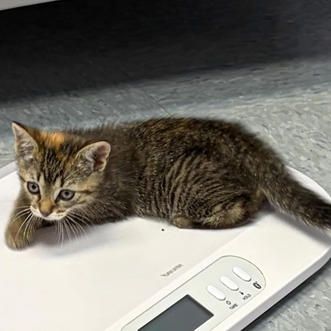 Enlarge Macie the sweetest and friendliest torbie baby, an adopted Torbie in Marlton, NJ image 5/6