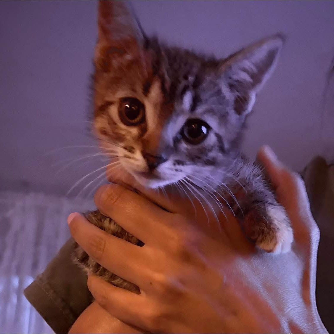 Enlarge Macie the sweetest and friendliest torbie baby, an adopted Torbie in Marlton, NJ image 2/6
