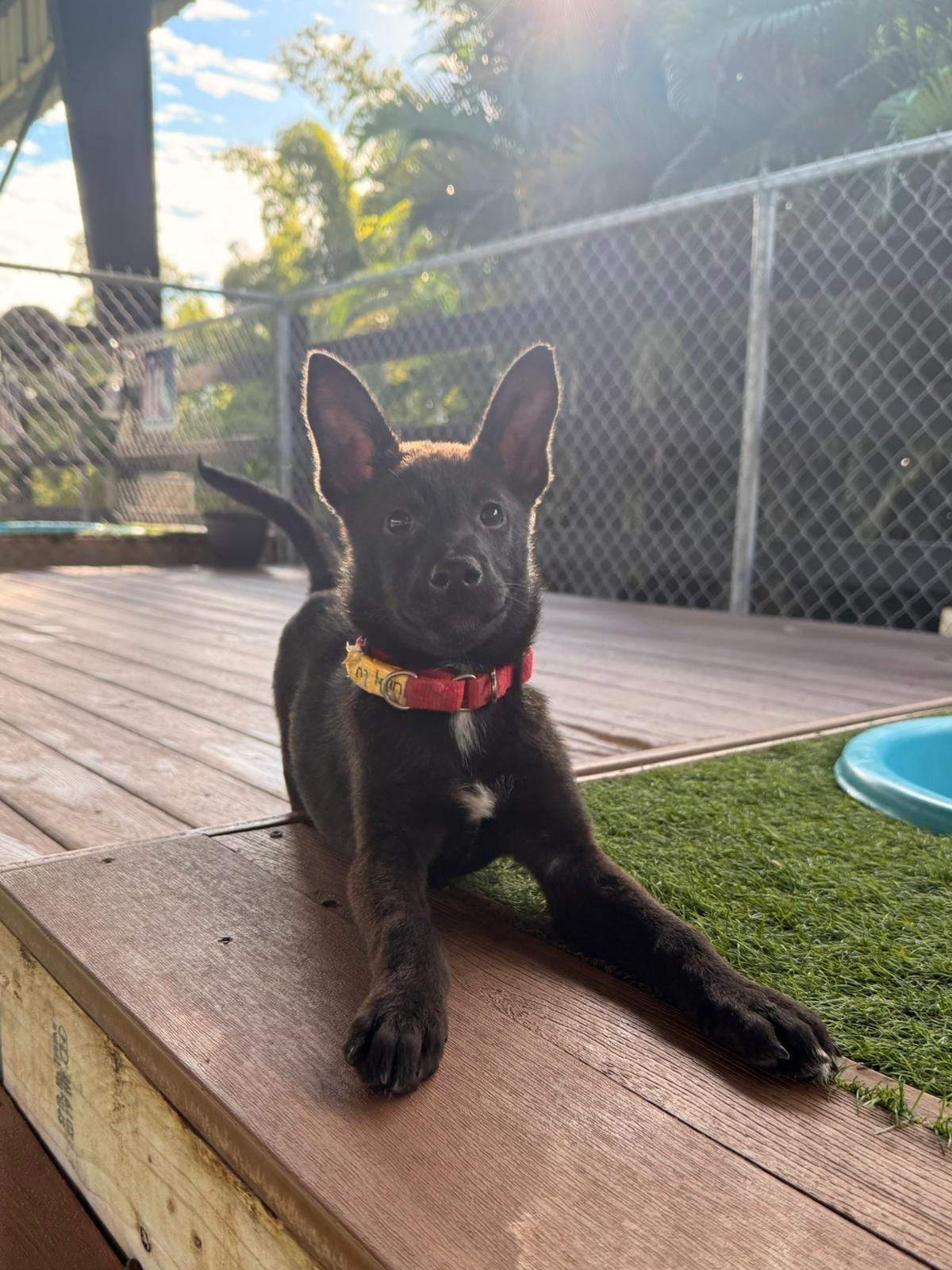 Enlarge Cindy Lu, a ADOPTABLE mixed breed in Brooklyn, NY image 5/5