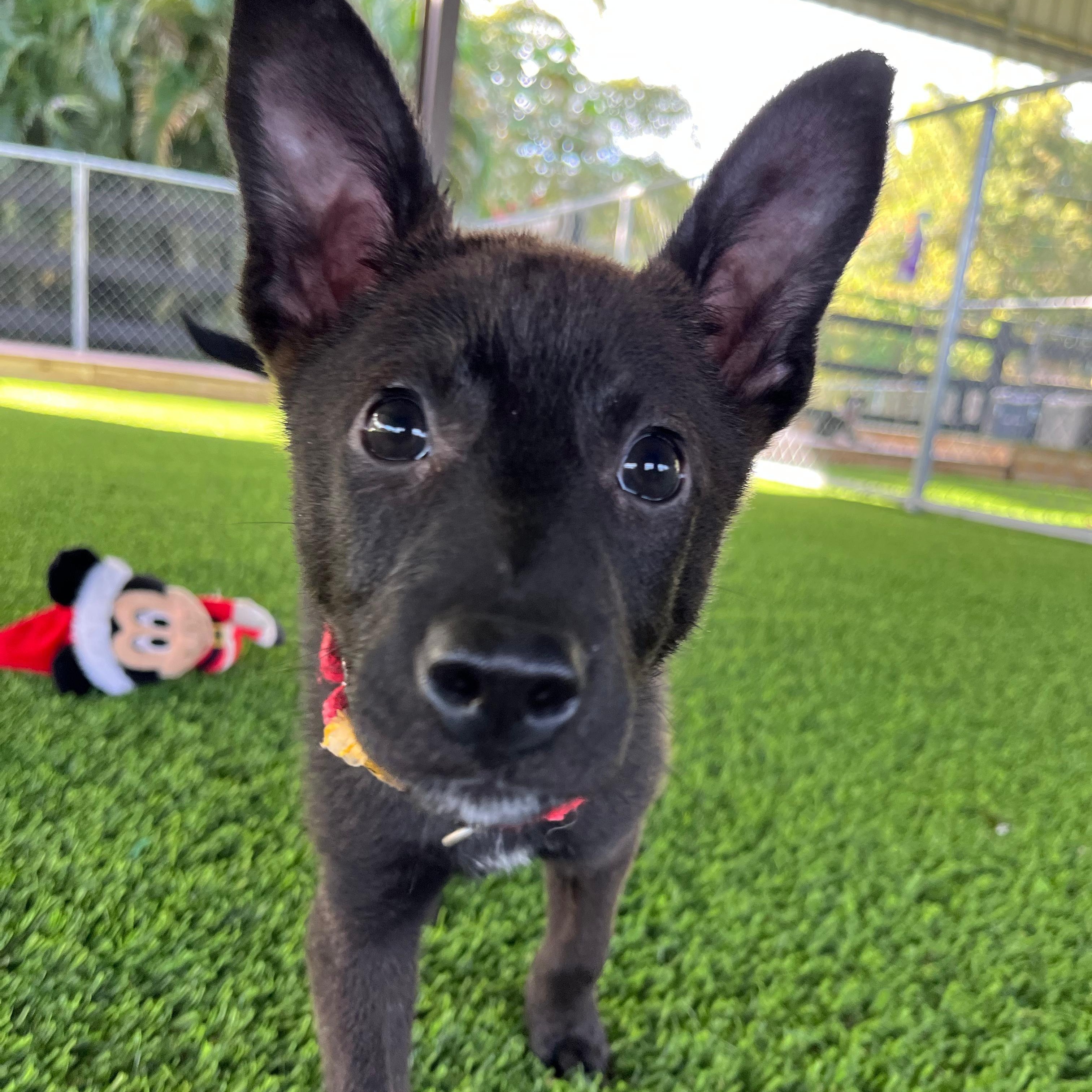 Enlarge Cindy Lu, a ADOPTABLE mixed breed in Brooklyn, NY image 1/5
