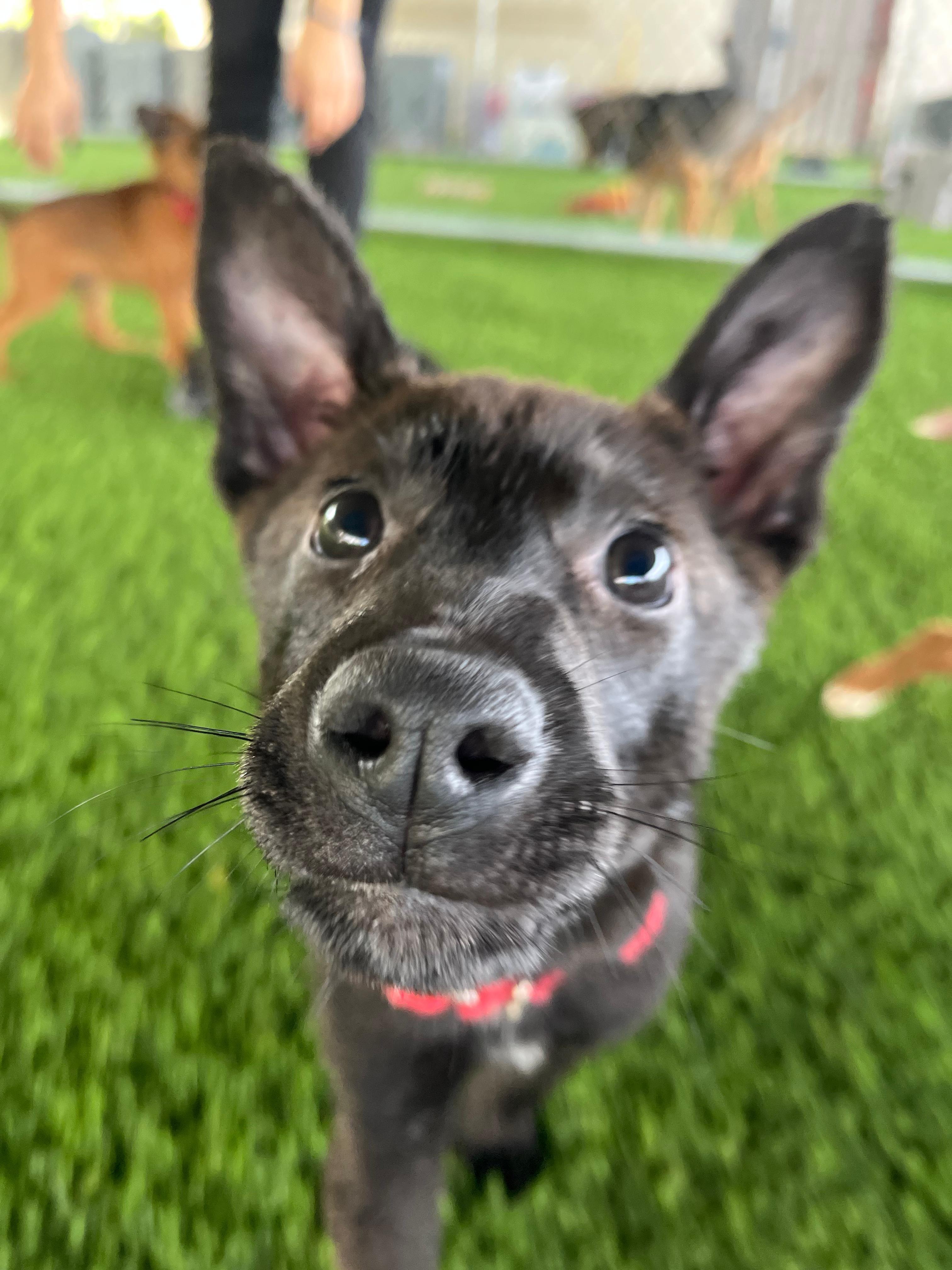 Enlarge Cindy Lu, a ADOPTABLE mixed breed in Brooklyn, NY image 3/5