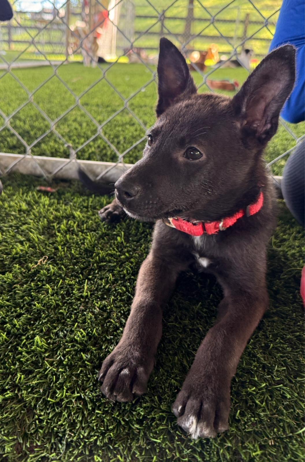Enlarge Cindy Lu, a ADOPTABLE mixed breed in Brooklyn, NY image 4/5
