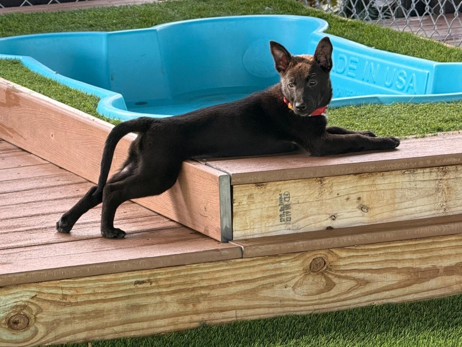 Enlarge Cindy Lu, a ADOPTABLE mixed breed in Brooklyn, NY image 2/5