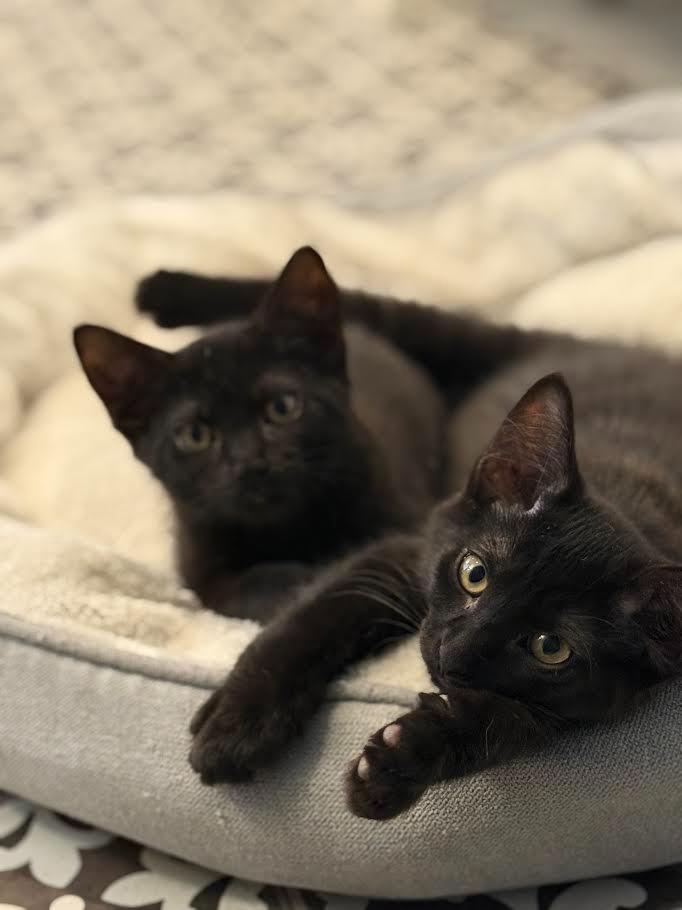 Romance, a Adoptable mixed breed in New Braunfels, TX image 1/3