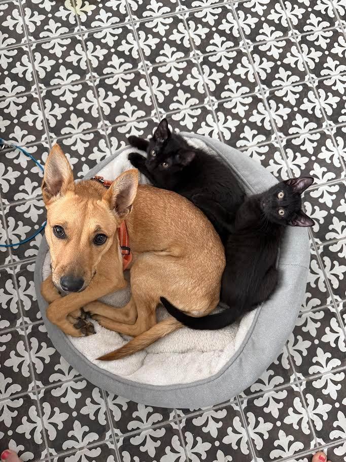 Romance, a Adoptable mixed breed in New Braunfels, TX image 2/3