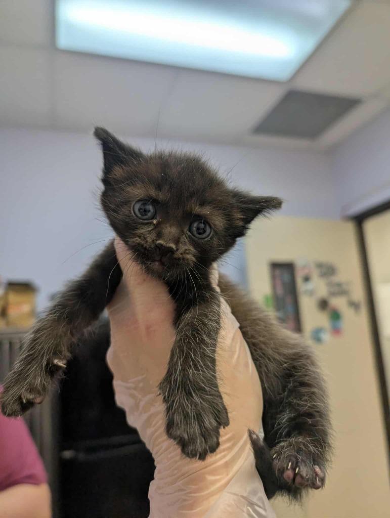 Romance, a Adoptable mixed breed in New Braunfels, TX image 3/3