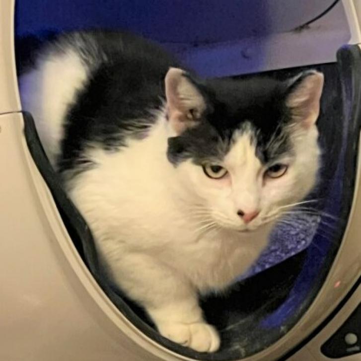Enlarge Gravy Roller, a Adoptable Domestic Short Hair in Woodstock, VA image 1/1