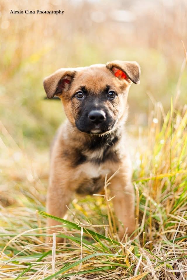 Knox, Adoptable, Puppy Male German Shepherd Dog & Boston Terrier.