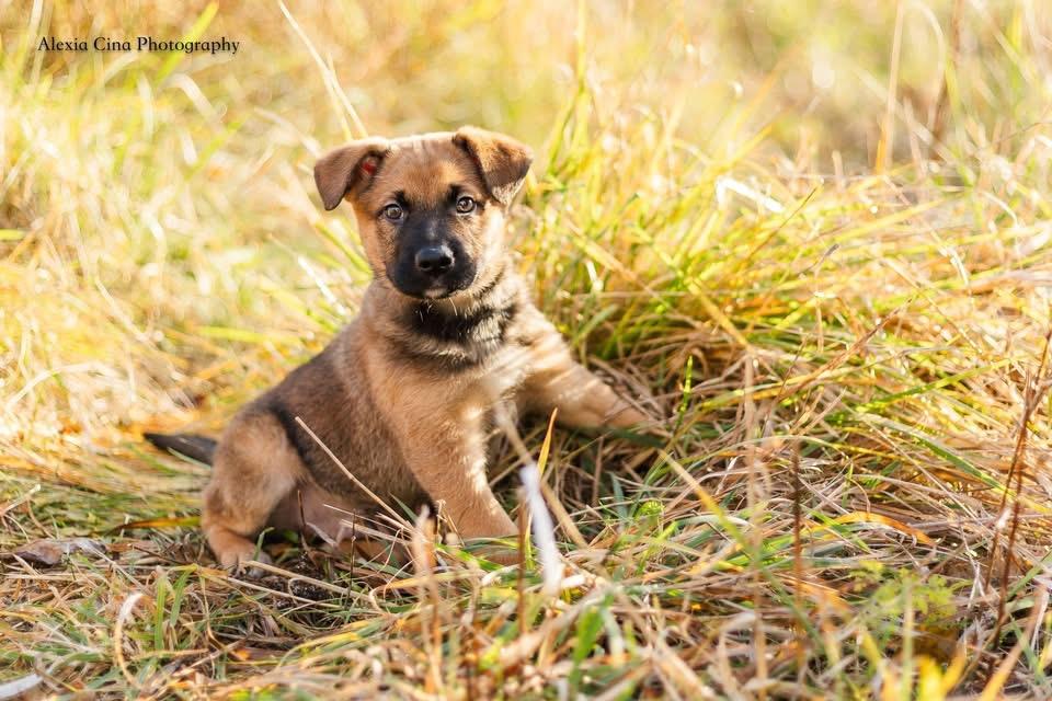 Enlarge Knox, a Adoptable mixed breed in Drumbo, ON image 2/4