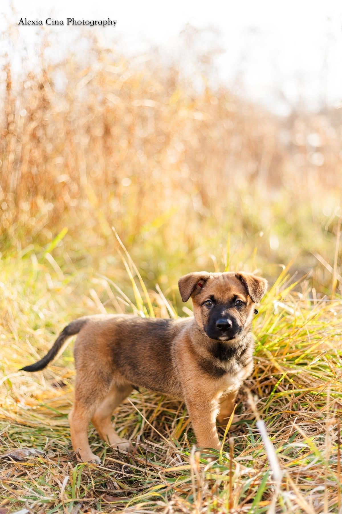 Enlarge Knox, a Adoptable mixed breed in Drumbo, ON image 3/4