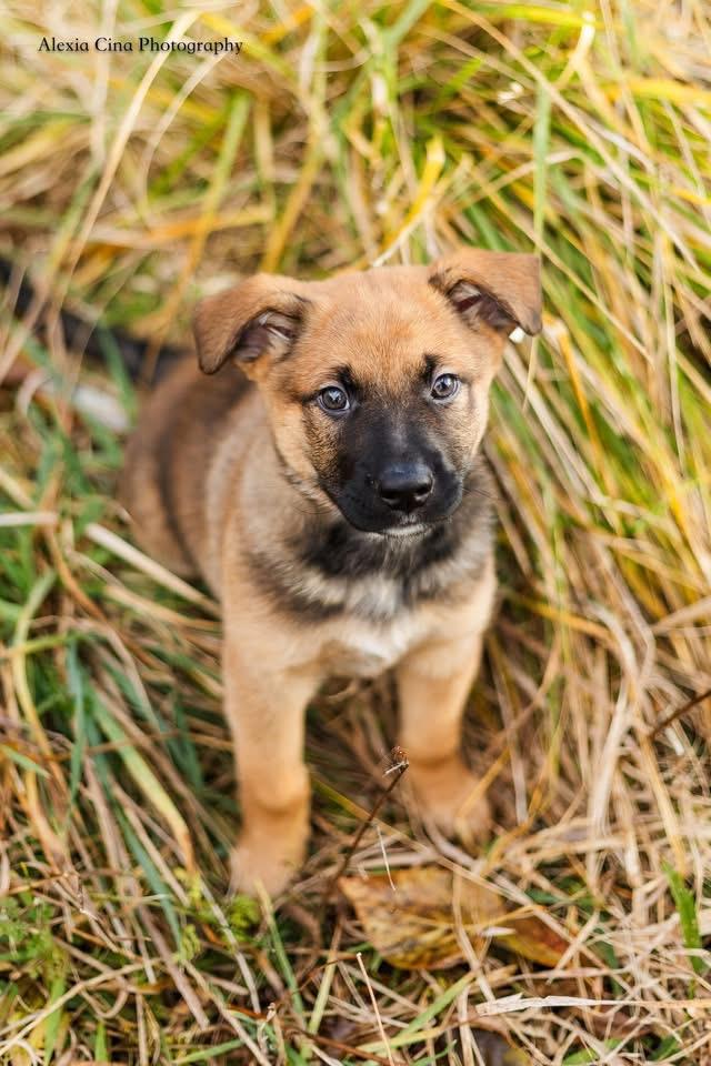Enlarge Knox, a Adoptable mixed breed in Drumbo, ON image 4/4