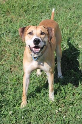 Fawn, adopted, Adult Female Hound.