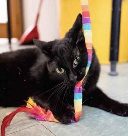 Enlarge Inky, a Adoptable Domestic Short Hair image 1/3