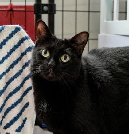 Enlarge Inky, a Adoptable Domestic Short Hair image 2/3