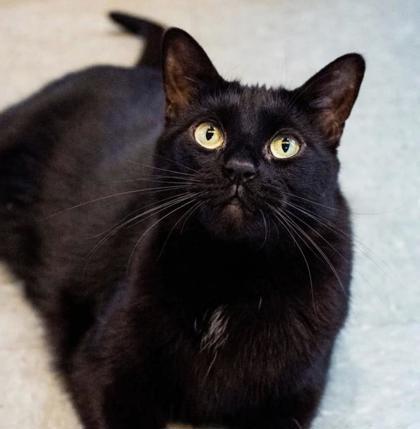 Enlarge Inky, a Adoptable Domestic Short Hair image 3/3