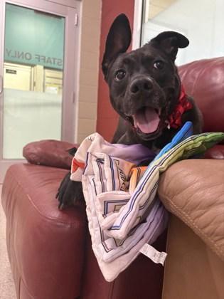 Zeus (in foster), Adoptable, Adult Male Pit Bull Terrier & Mixed Breed.