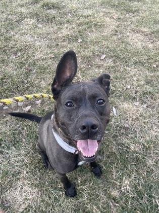 Zeus (in foster), a Adoptable mixed breed in Fishers, IN image 2/3