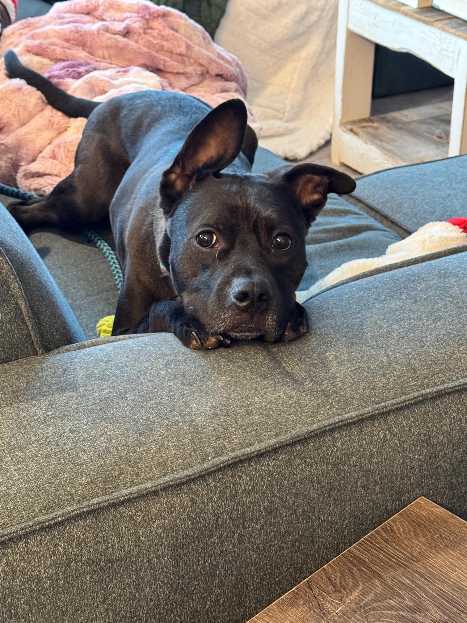 Zeus, Adoptable, Adult Male Pit Bull Terrier & Mixed Breed.