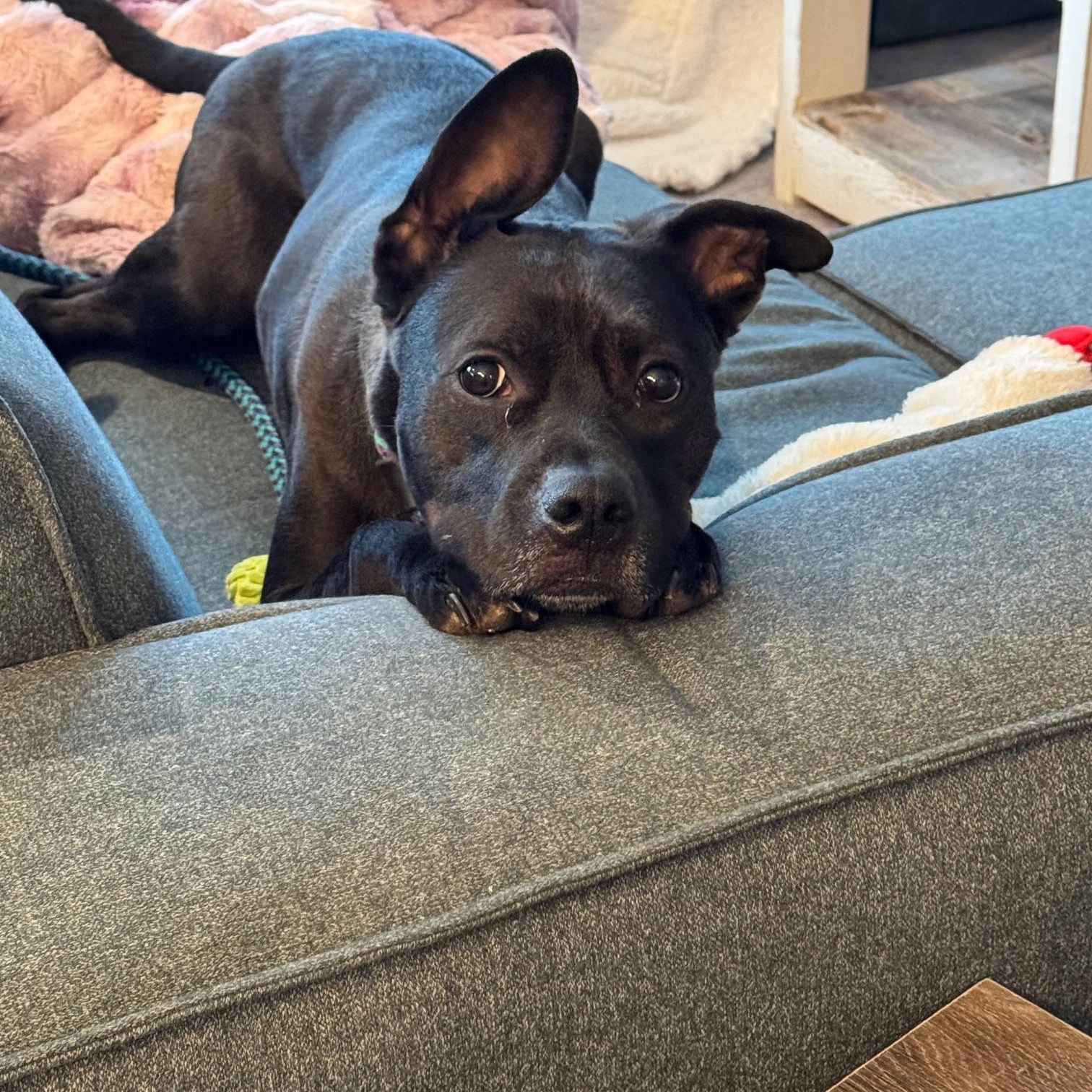 Enlarge Zeus, a Adoptable mixed breed in Fishers, IN image 2/6