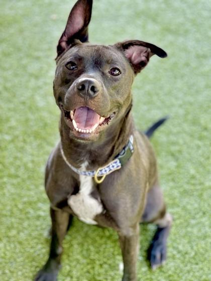 Zeus (in foster), a Adoptable mixed breed in Fishers, IN image 1/3