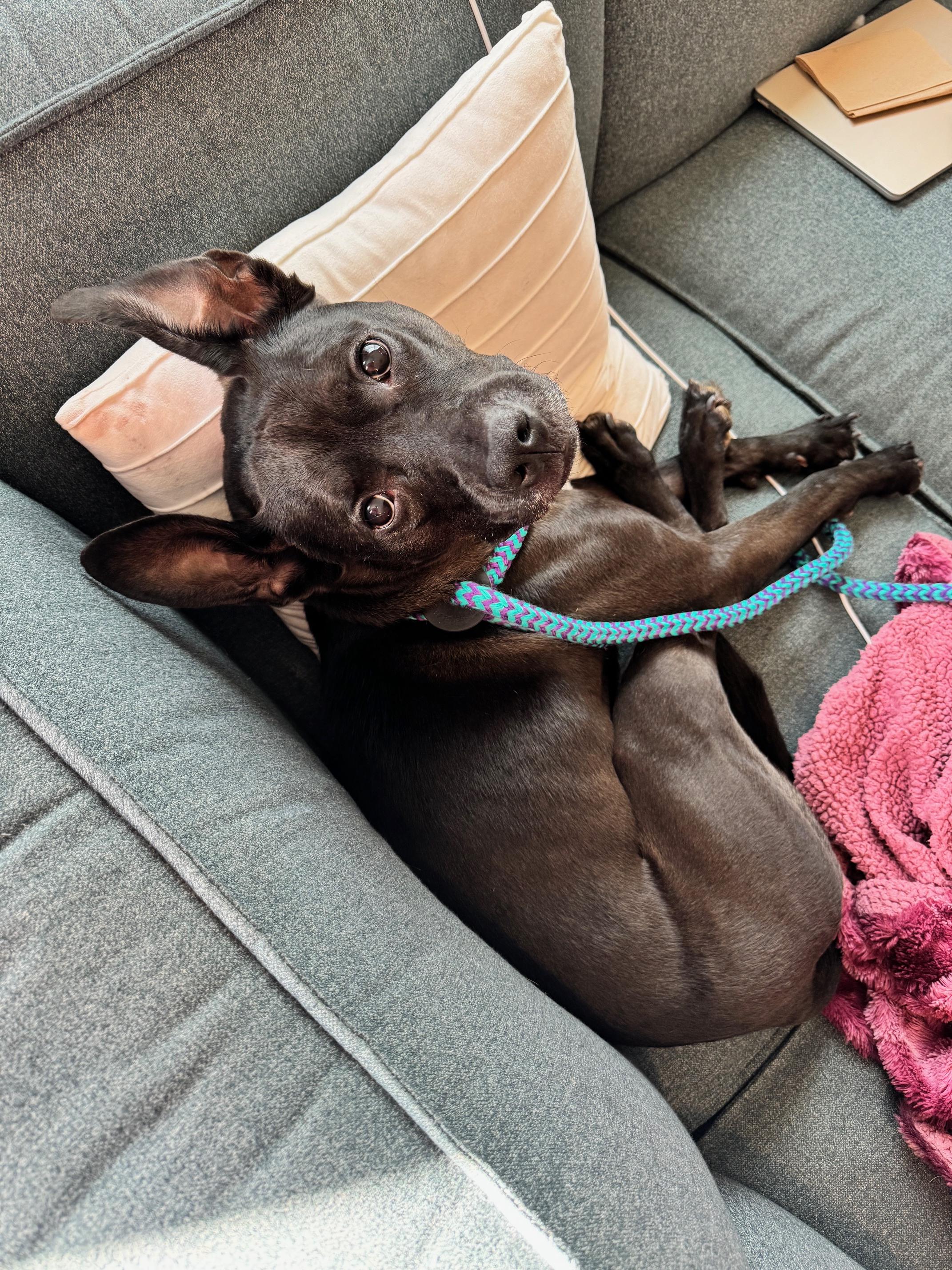 Zeus (in foster), a Adoptable mixed breed in Fishers, IN image 2/3