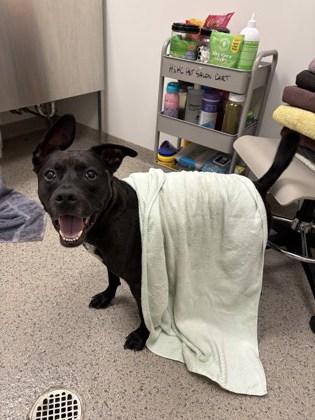 Zeus (in foster), a Adoptable mixed breed in Fishers, IN image 3/3