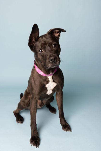 Enlarge Zeus, a Adoptable mixed breed in Fishers, IN image 2/2