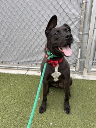 Enlarge Zeus, a Adoptable mixed breed in Fishers, IN image 6/6