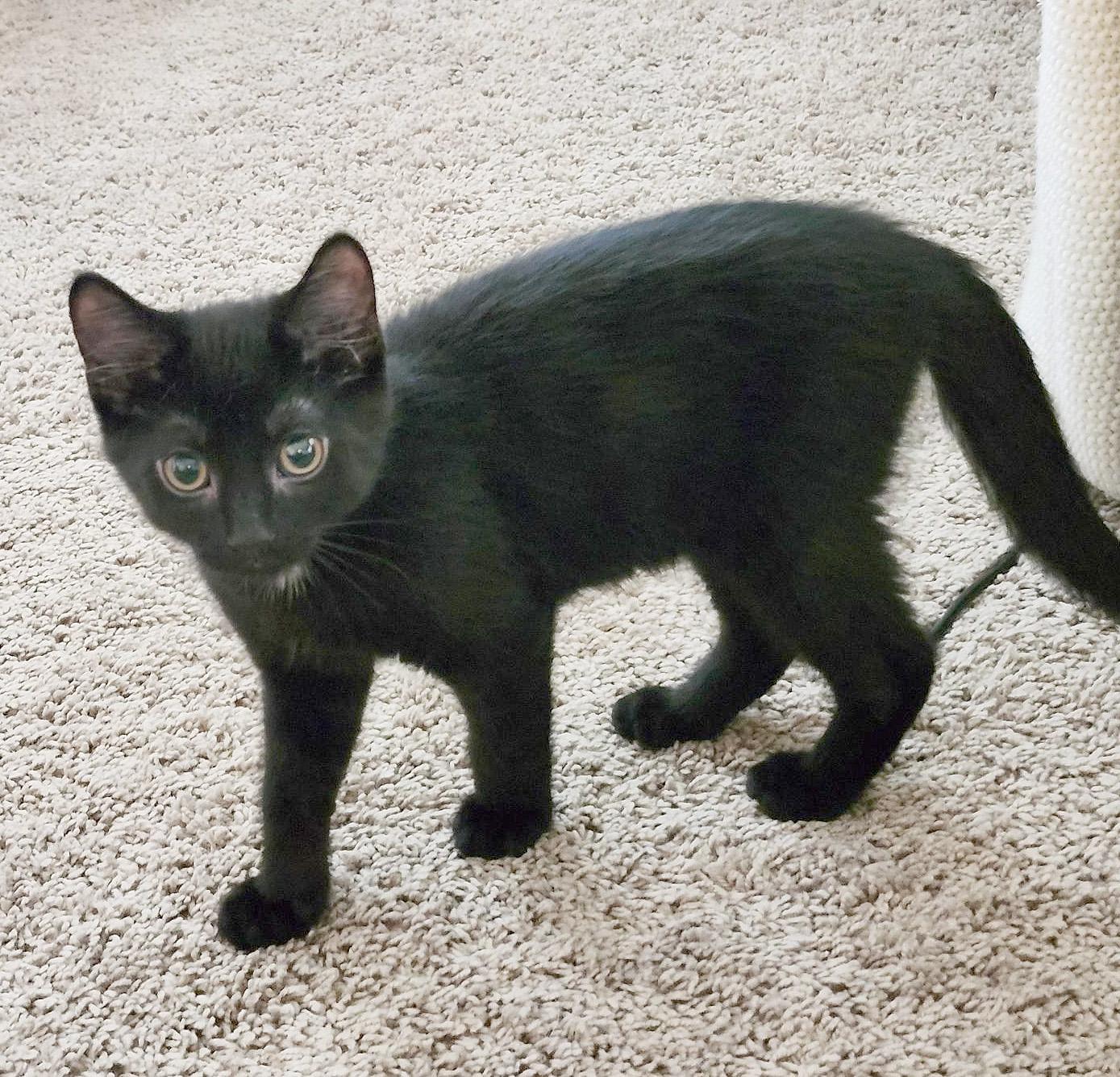 Remy (Courtesy Post), an adopted Domestic Short Hair in Parkville, MO image 2/5