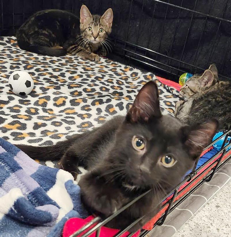 Remy (Courtesy Post), an adopted Domestic Short Hair in Parkville, MO image 5/5