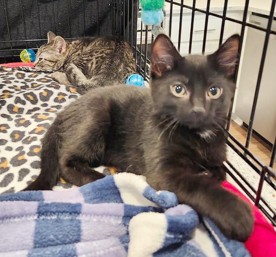 Remy (Courtesy Post), an adopted Domestic Short Hair in Parkville, MO image 4/5