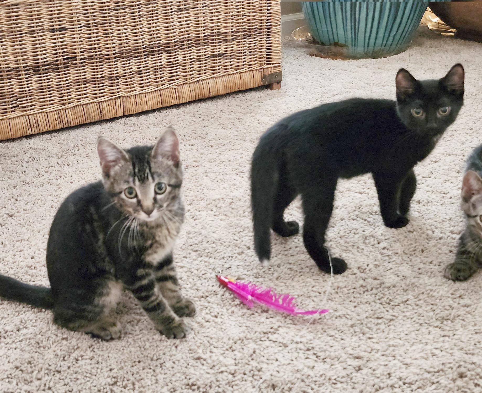 Remy (Courtesy Post), an adopted Domestic Short Hair in Parkville, MO image 3/5