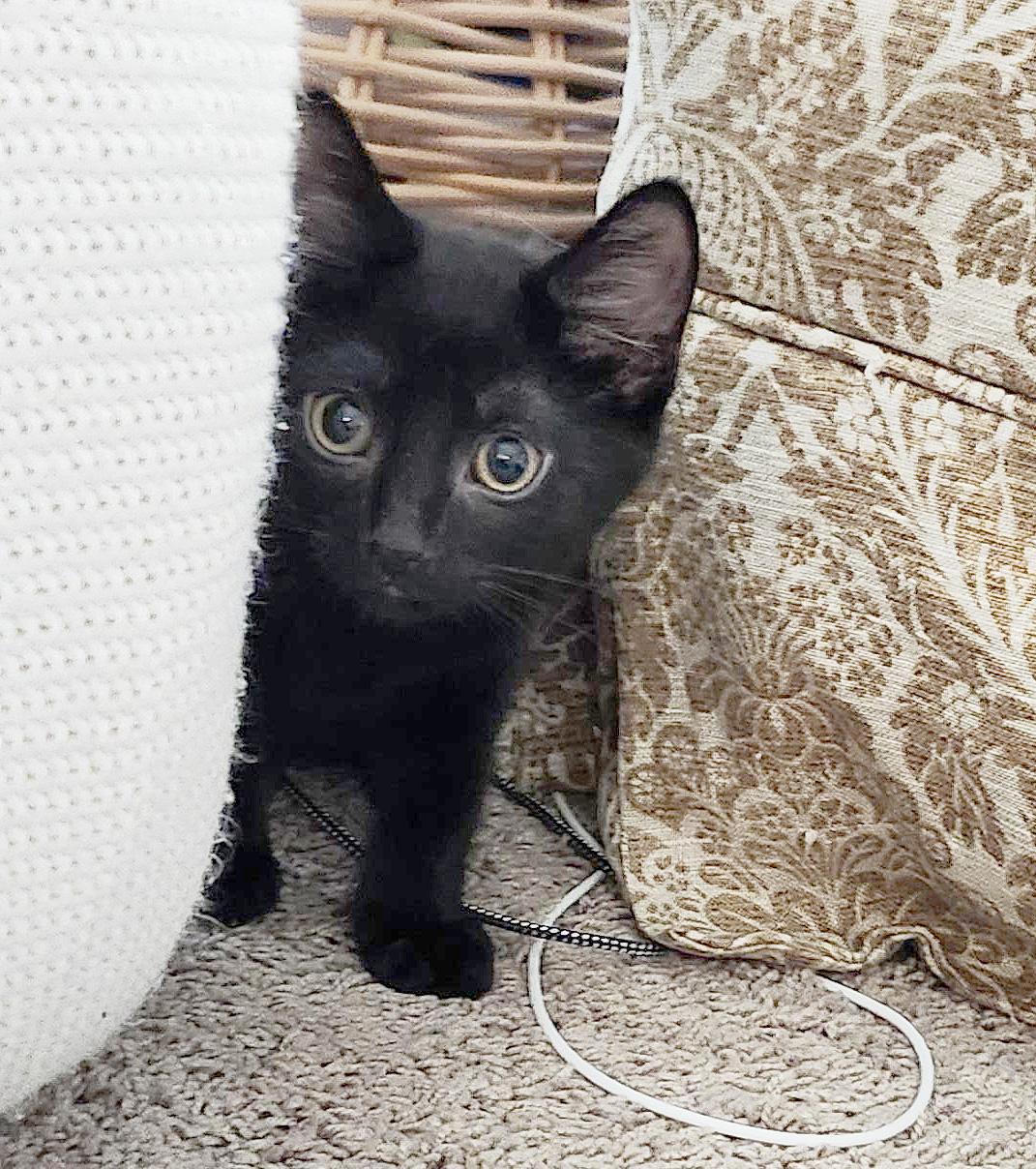 Remy (Courtesy Post), adopted, Young Male Domestic Short Hair.
