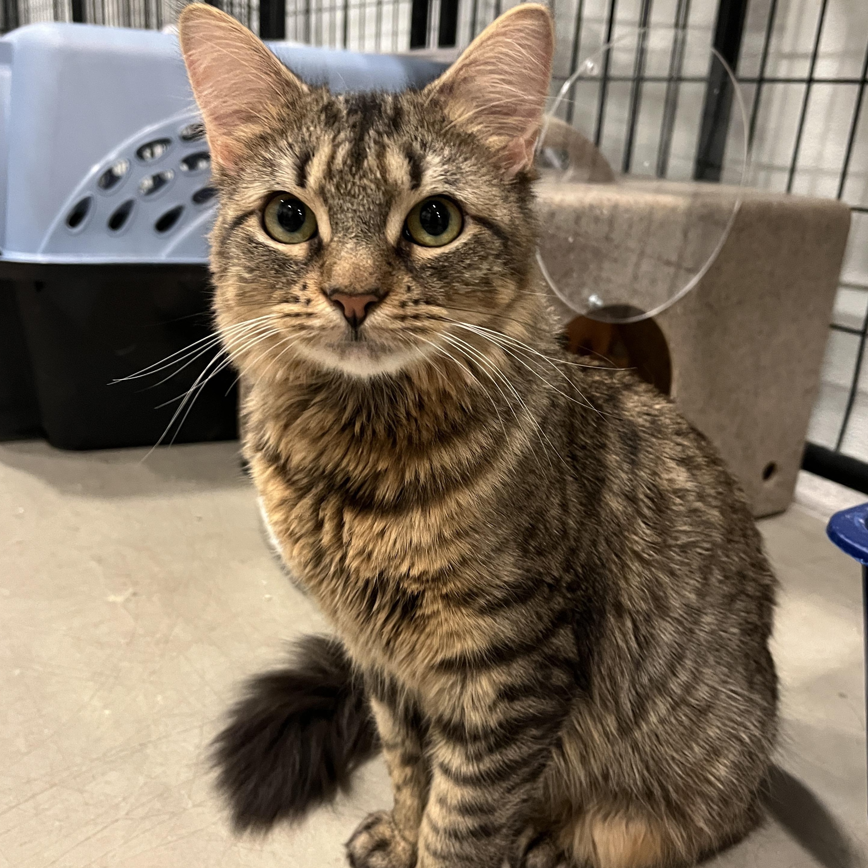 Enlarge Cosette, a Adoptable mixed breed in Columbus, OH image 1/5