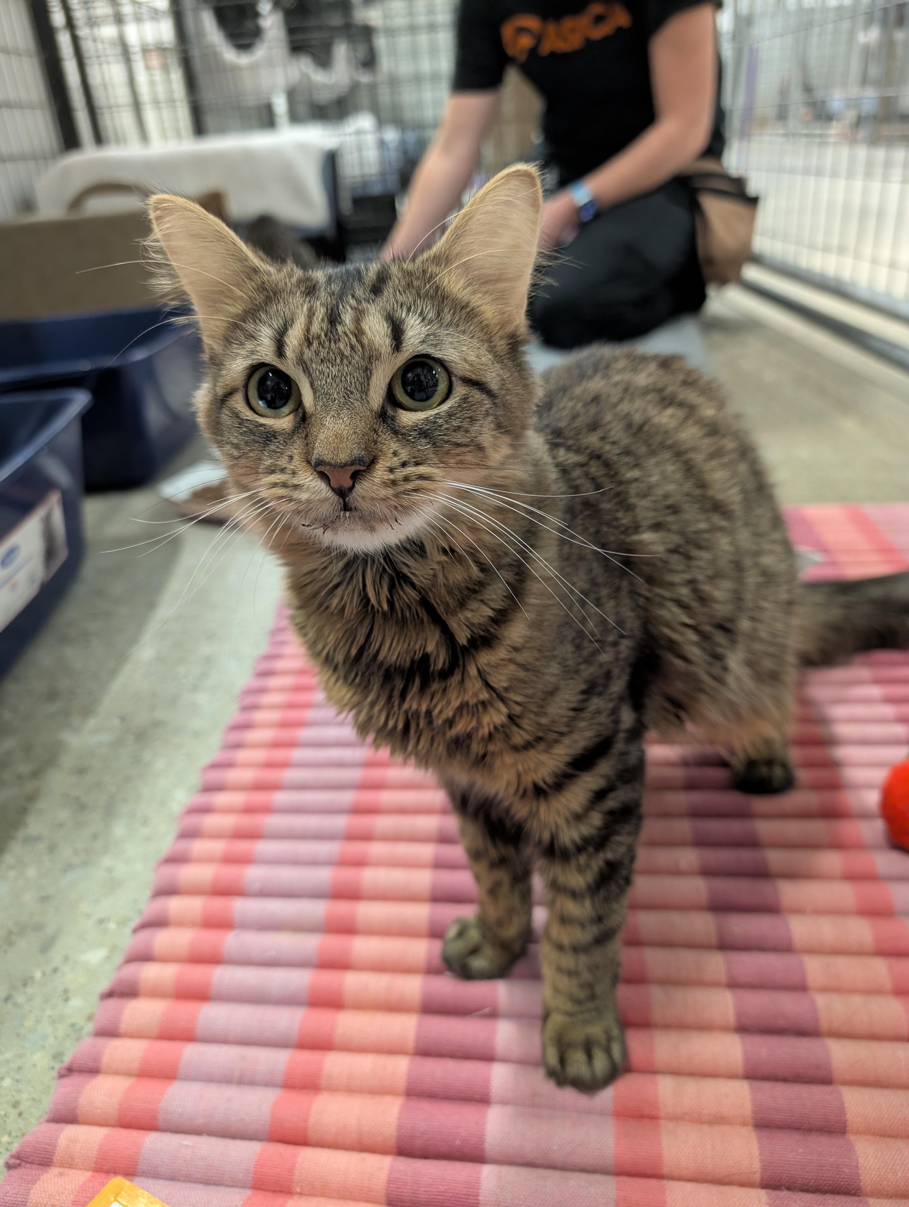 Enlarge Cosette, a Adoptable mixed breed in Columbus, OH image 5/5