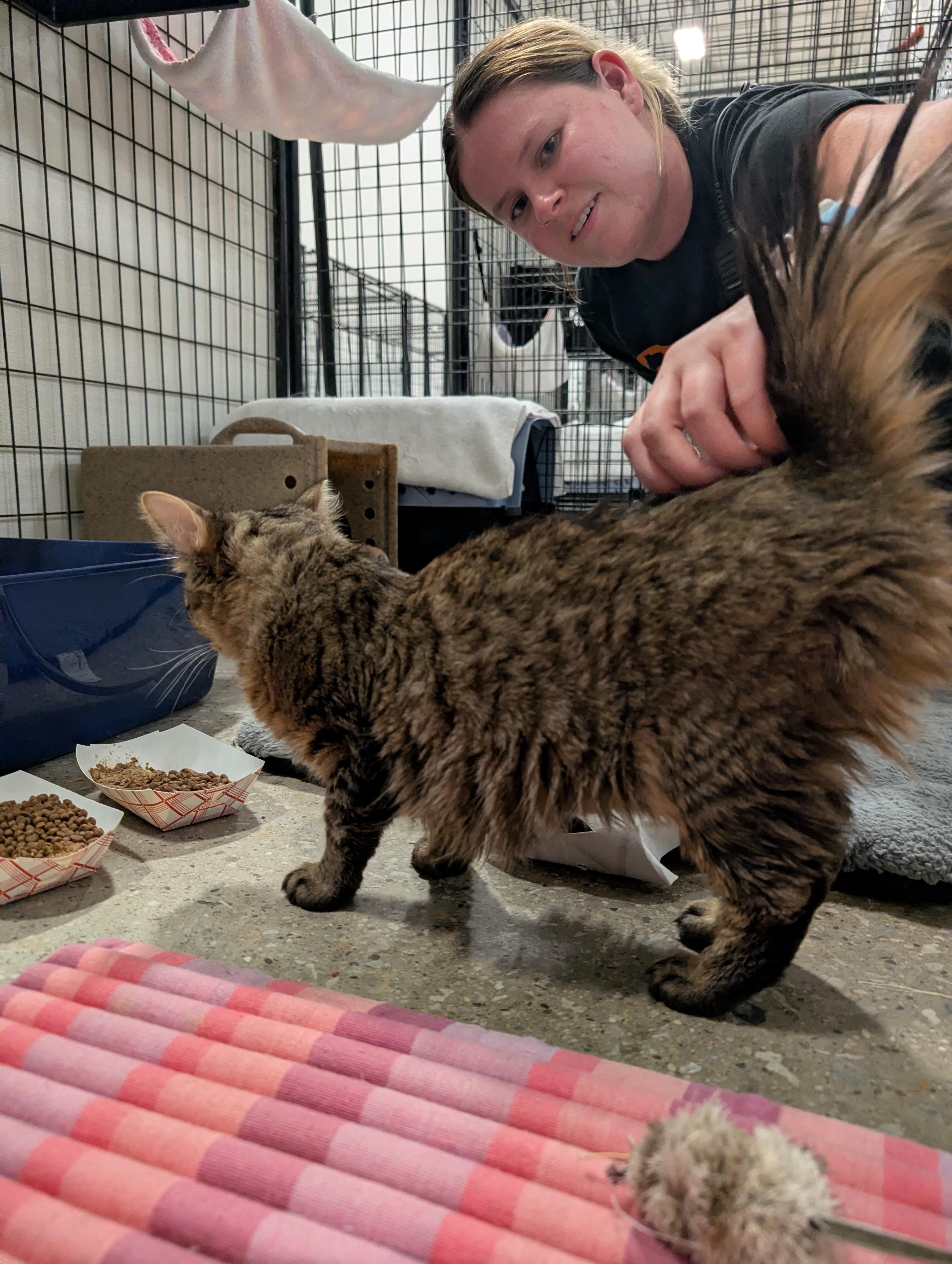 Enlarge Cosette, a Adoptable mixed breed in Columbus, OH image 3/5