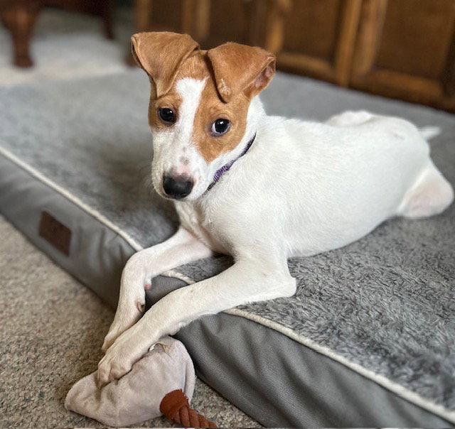 Enlarge Megan, a Adopted mixed breed in Lake Hopatcong, NJ image 1/3