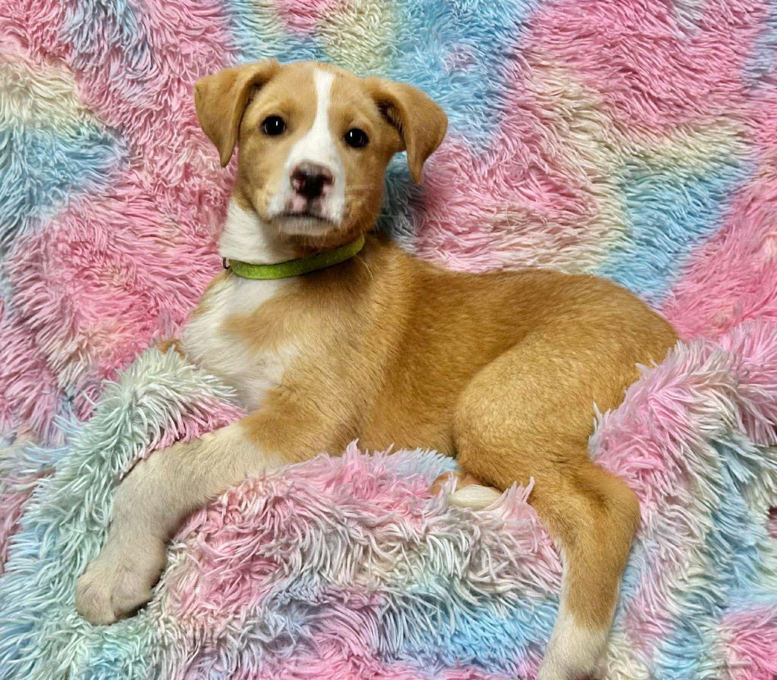 Wish Bear EG in RI, Adoptable, Puppy Female Labrador Retriever.