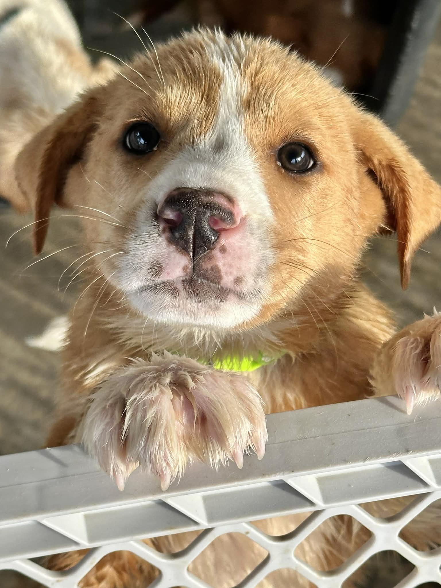 Enlarge Wish Bear EG in RI, a Adoptable Labrador Retriever in Warwick, RI image 2/2