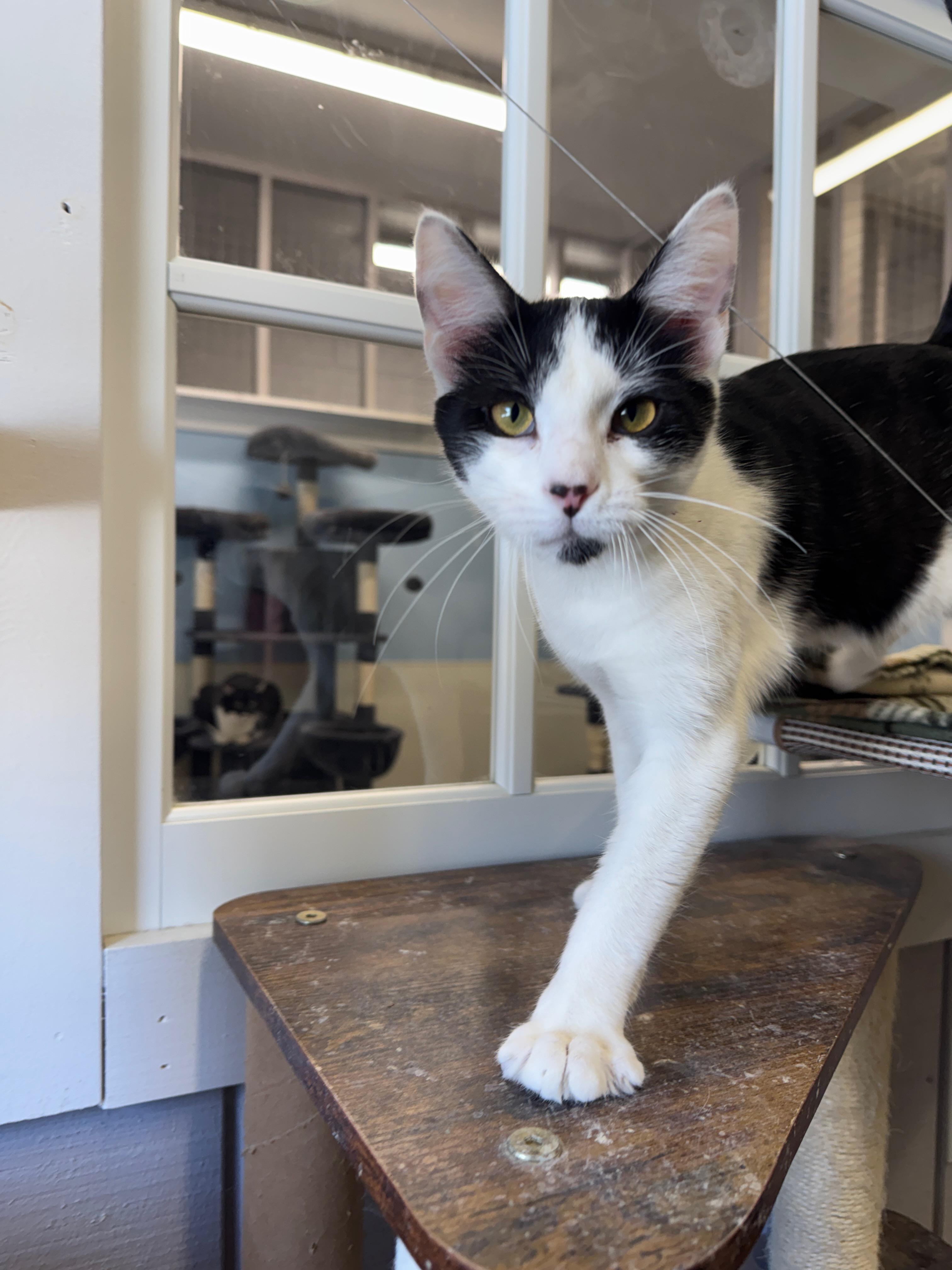 Freckle, adoptable, Young Male Domestic Short Hair.