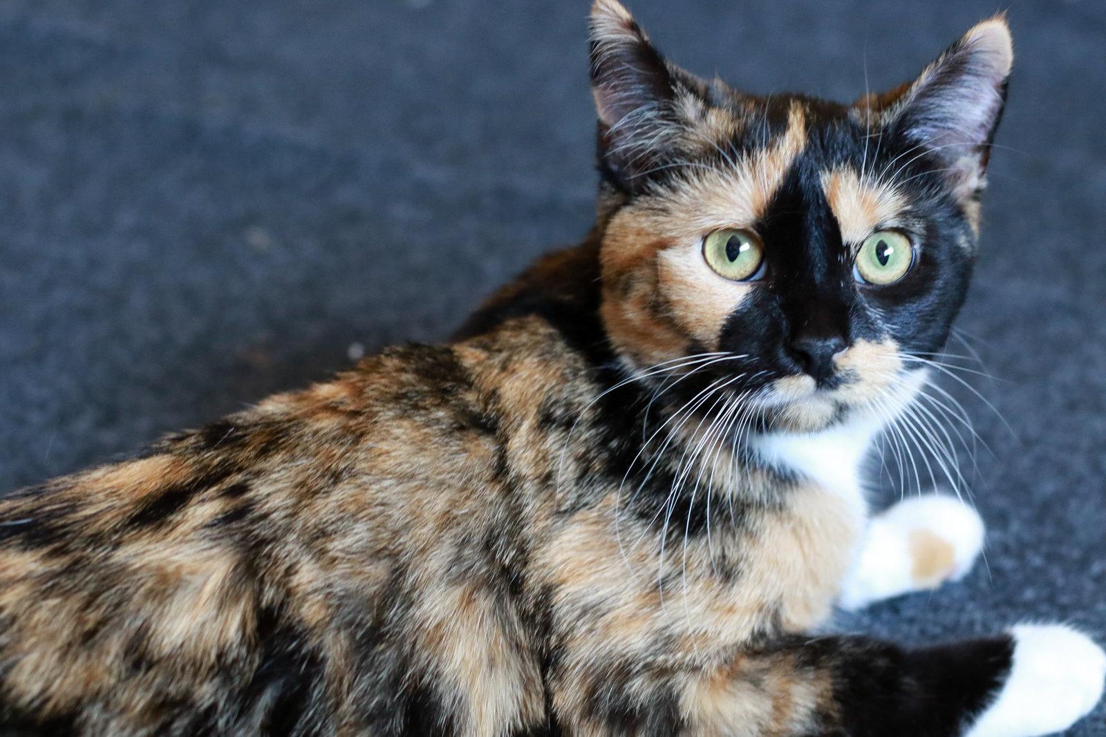 Cupcake Kisses & Muffin Cup ⭐️, Adopted, Young Female Calico & Domestic Short Hair.
