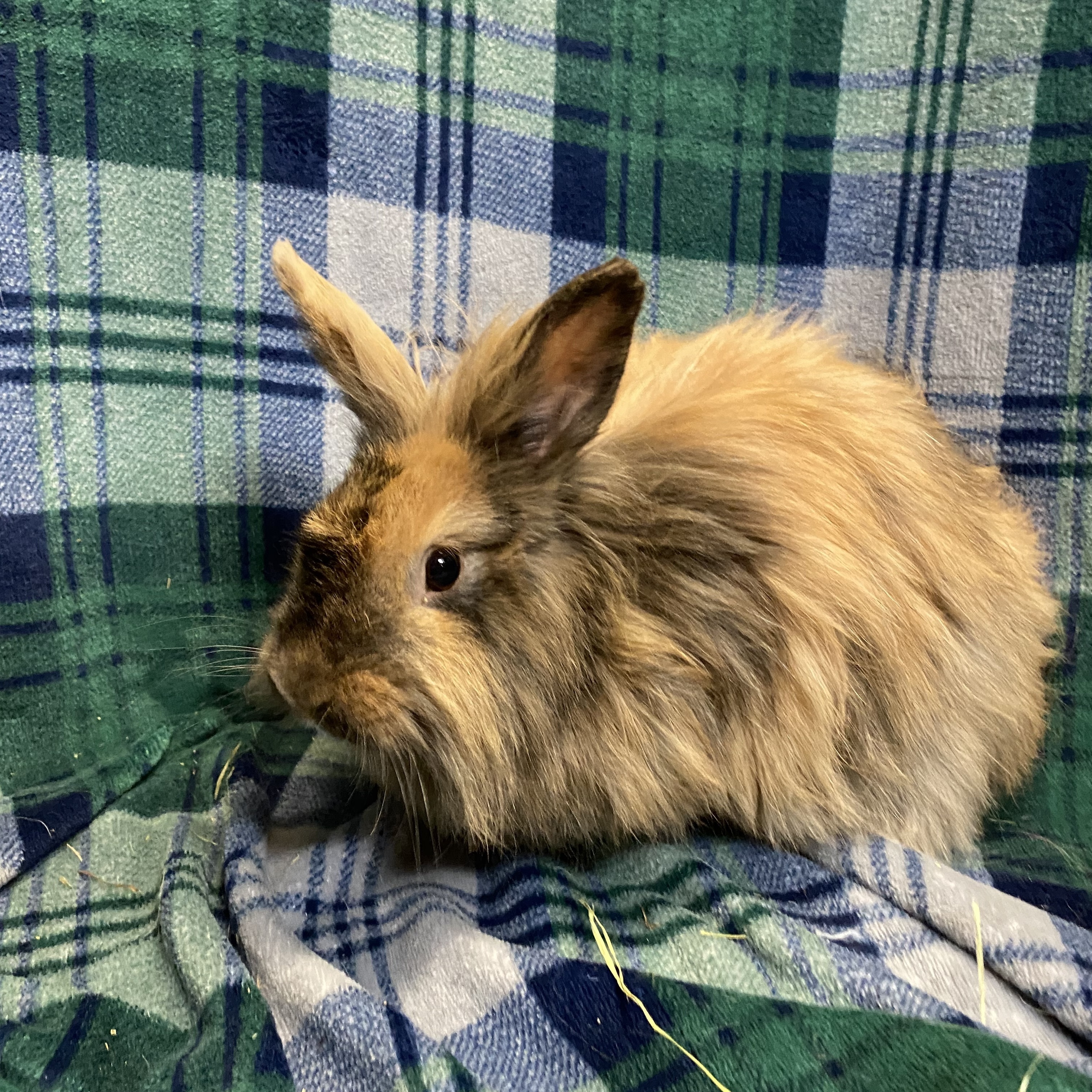 Diamond, a Adoptable Angora Rabbit in Indianapolis, IN image 1/8