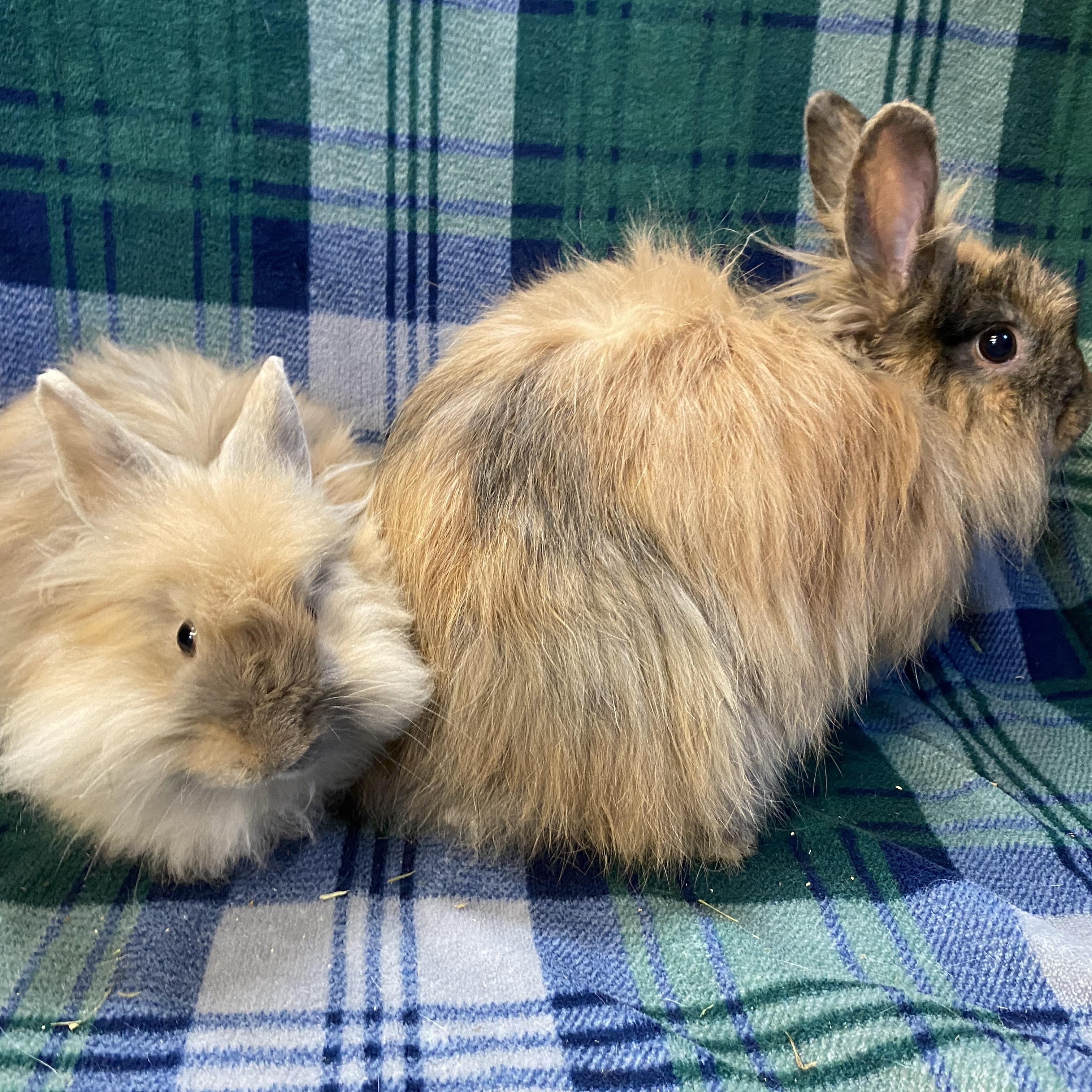 Diamond, a Adoptable Angora Rabbit in Indianapolis, IN image 3/8