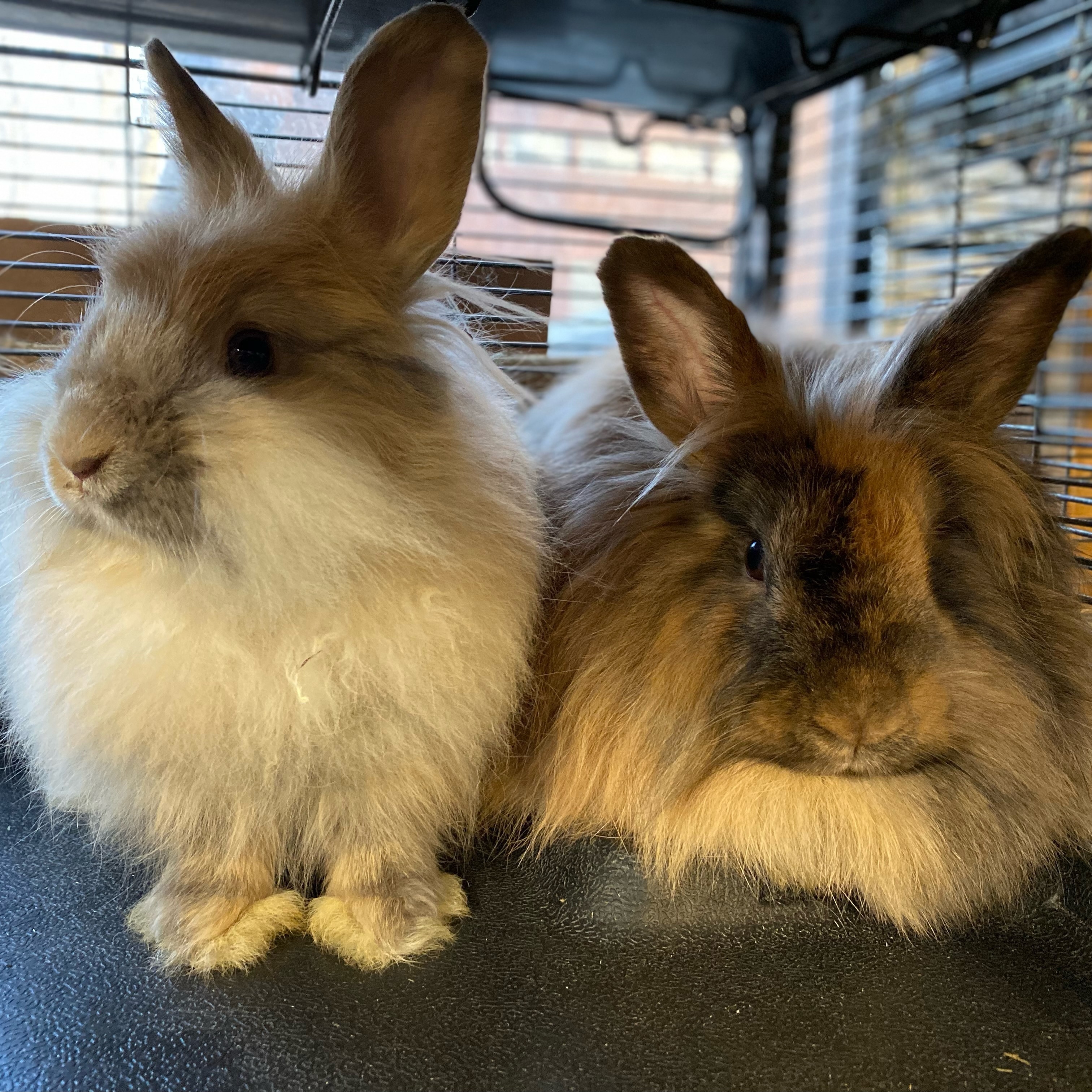 Diamond, a Adoptable Angora Rabbit in Indianapolis, IN image 4/8