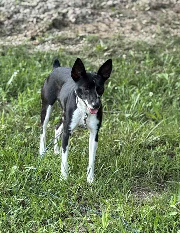 Lacie