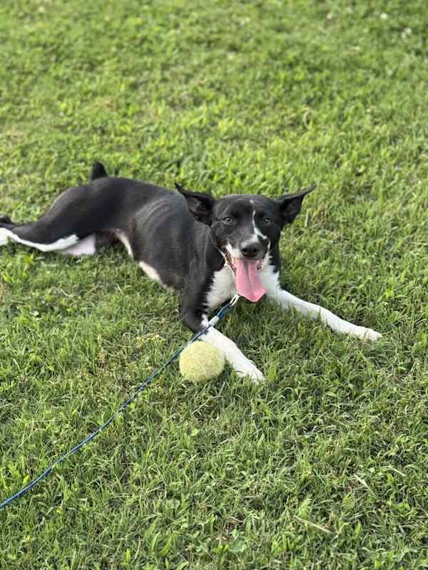 Lacie