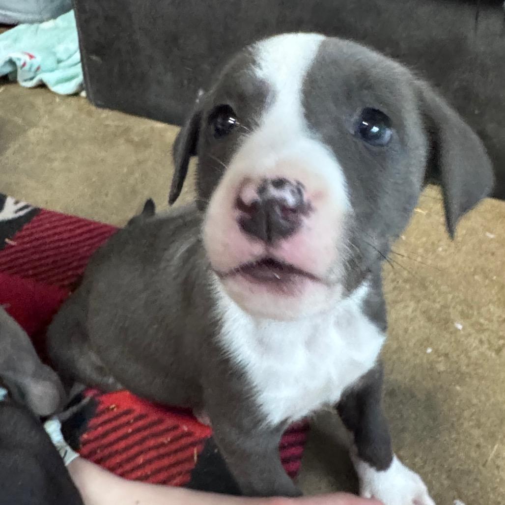Eliza, Adoptable, Puppy Female American Staffordshire Terrier & Labrador Retriever.
